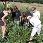 90 by 230, alien vegetation clearing, Youngsfield, KRCA